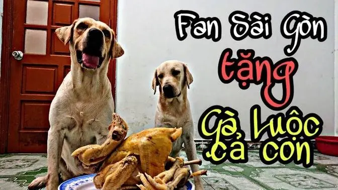 Bất ngờ Củ Cải được tặng 1 con gà luộc từ fan Sài Gòn