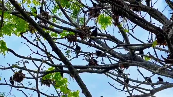 數百隻鳥同在一棵樹上築巢的奇觀 Birds of a feather Flock Together #黑玄燕鷗 #關島 #旅遊 #關島沙灘 #城市印象 #Merizo #black noddy