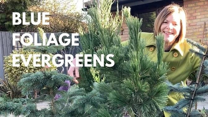 4 Beautiful Evergreens With Blue Foliage 💙💙💙💙