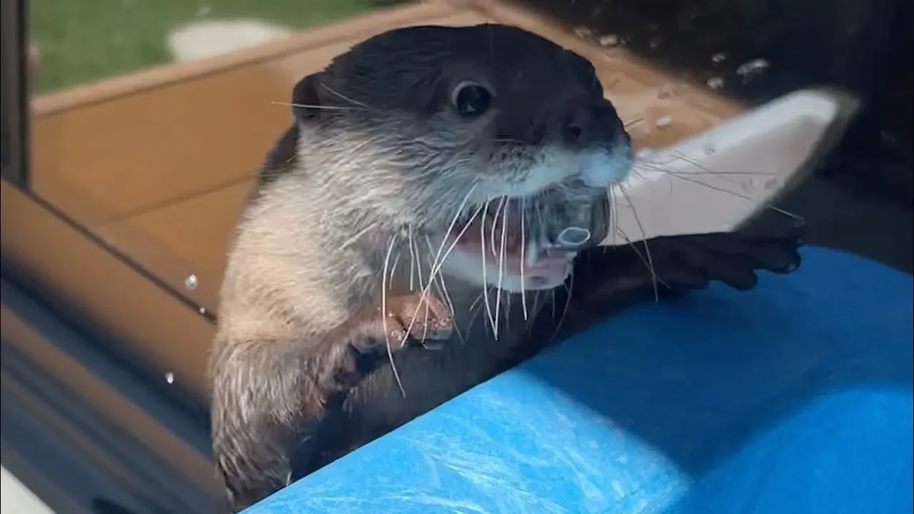 暑すぎる夏の楽しすぎて涼しいカワウソの動画！  A cool otter video to share with you in the too-hot summer!