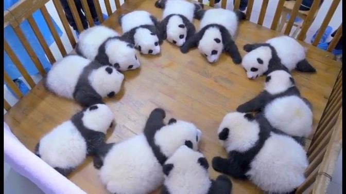 Cute panda video collection