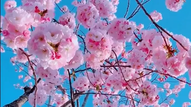 Thiên địa nghênh xuân  - 1 Giờ - Âm nhạc đệ tử Đại Pháp [Falun Dafa music] #honghongwomen