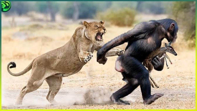 18 Most Shocking Moments When Animals Came Between Predator and Their Prey