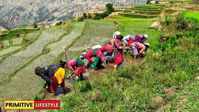 Primtive Way To Paddy Farming In Nepali Village || Nepali Mountain ...