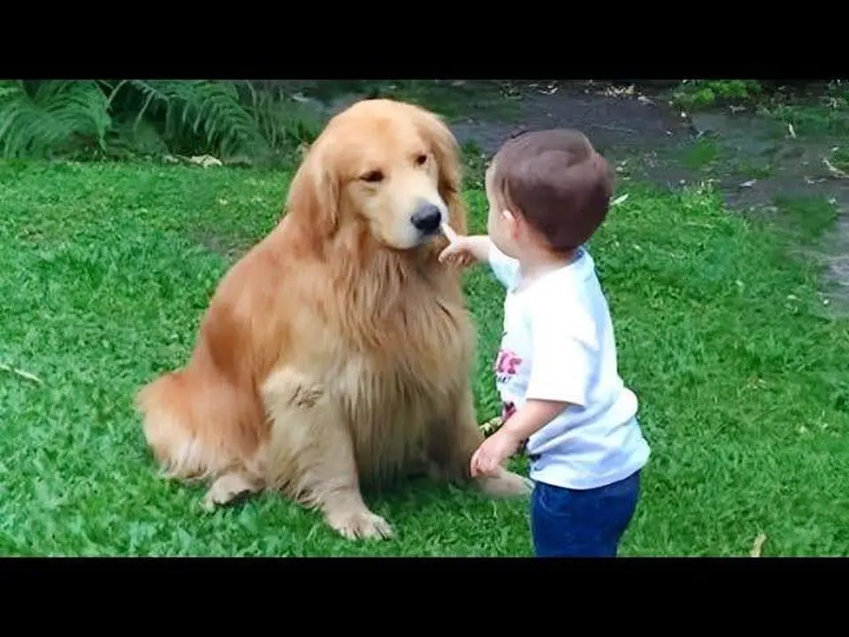 When your dog is gentle with the little angel