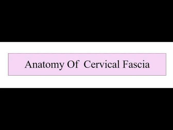 Anatomy of Cervical Fascia