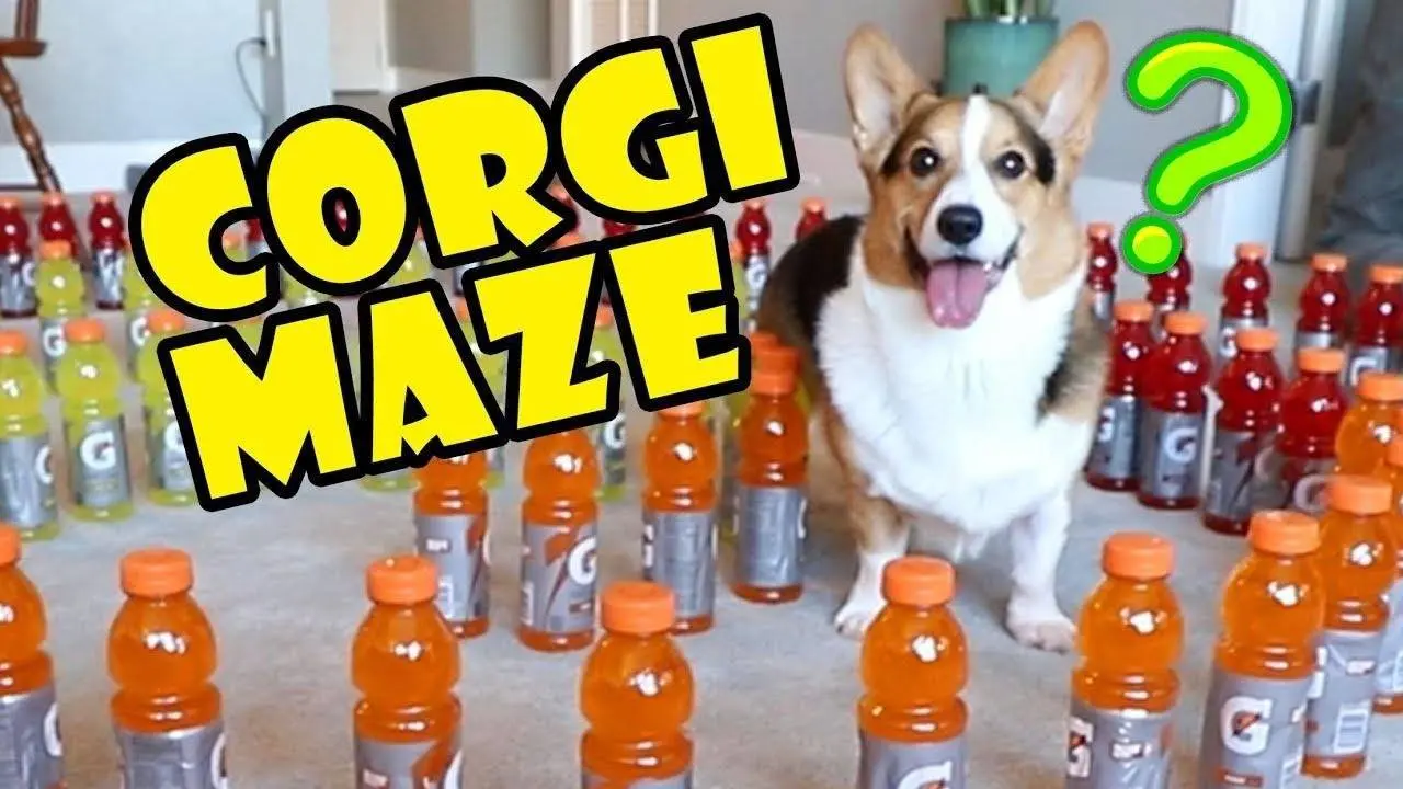 Corgi Maze Challenge Fails — Building a Dog Maze -- Extra After College.