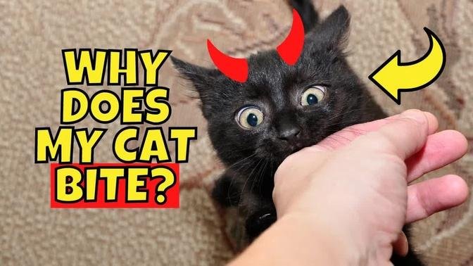 Why Does My Cat Bite Me 5 Possible Reasons   672 