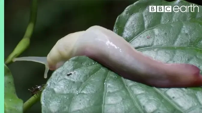 Ants Devour Slug Alive! _ Natural World_ Ant Attack _ BBC Earth.