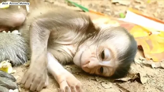 Rescuing Baby Monkeys From Convulsions, Vomiting And Vomiting Because Of Eating Wrongly Killed Rats