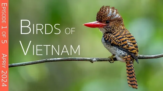 Southern Vietnam Birding Adventure: Day One - An Enchanted Bird Hide