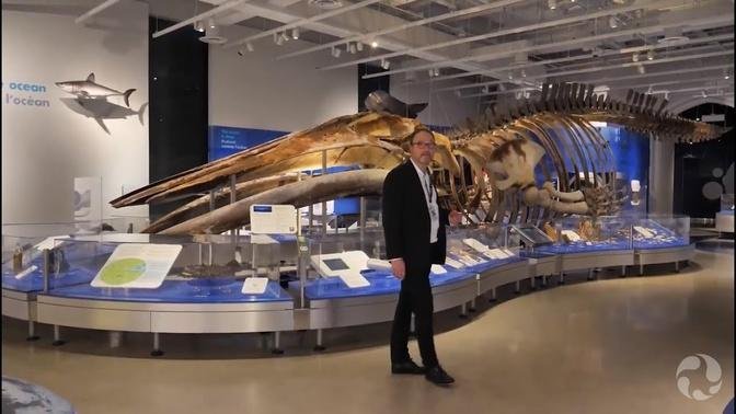 See a real blue whale skeleton and more in this virtual tour of our Water Gallery.