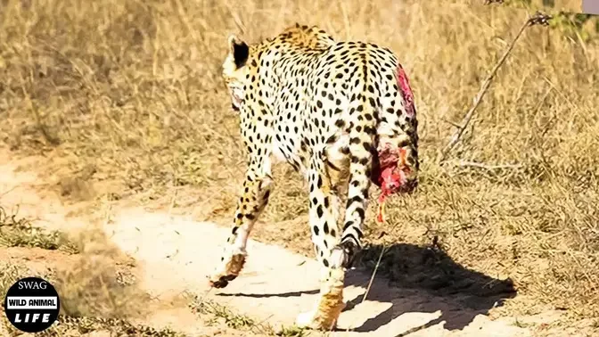 Hungry Jackal Risked His Life To Brutally Attack Young Cheetah And Revenge  Of Leopard | Wild