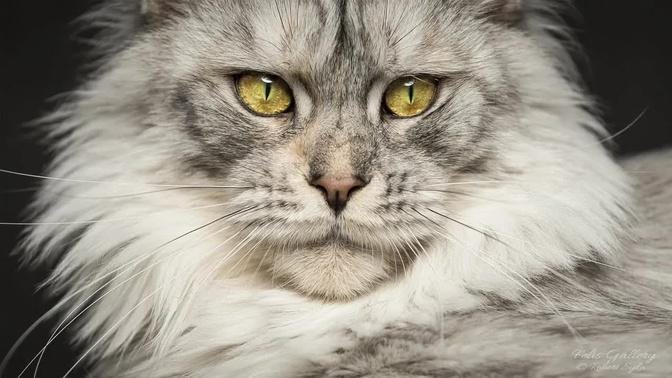 50 portraits of Maine Coon cats | Best of 2020