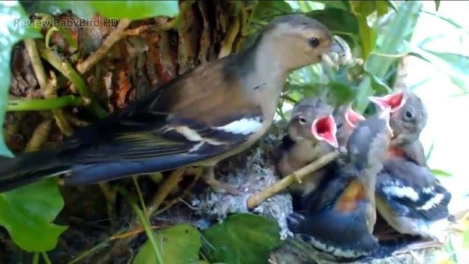 Review BabyBird Nest #birds #nest #babybird #birdnest