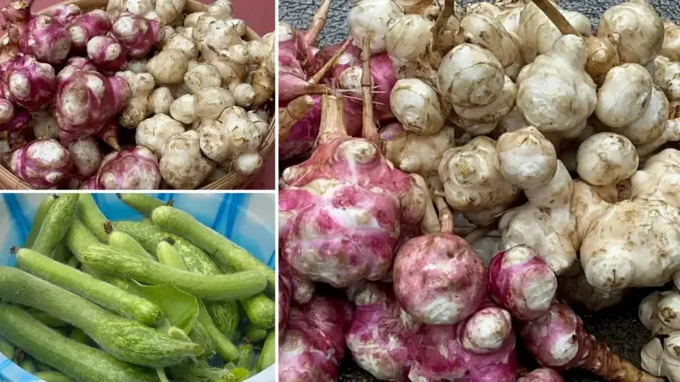Thu hoạch vườn cuối mùa-Củ Cúc Vu còn tốt hơn nhân sâm|Cách làm dưa bầu non giòn ngon hơn dưa chuột