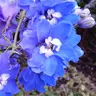 紫色花园 Purpur Garten