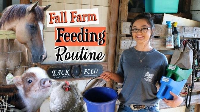 FEEDING 70+ ANIMALS | Evening Fall Farm Feeding Routine