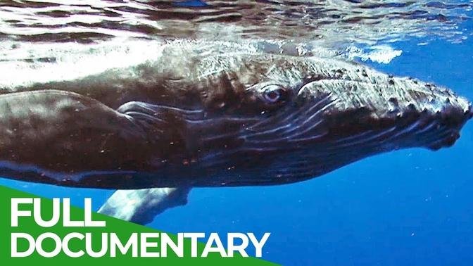 Humpback Whales in Danger _ Blue Realm _ Free Documentary Nature