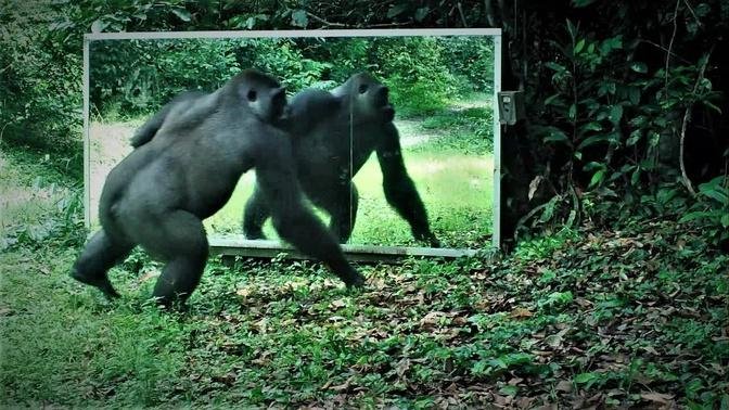 a teenage gorilla traumatized (?) by his reflection in a large mirror set up in the Gabon jungle.