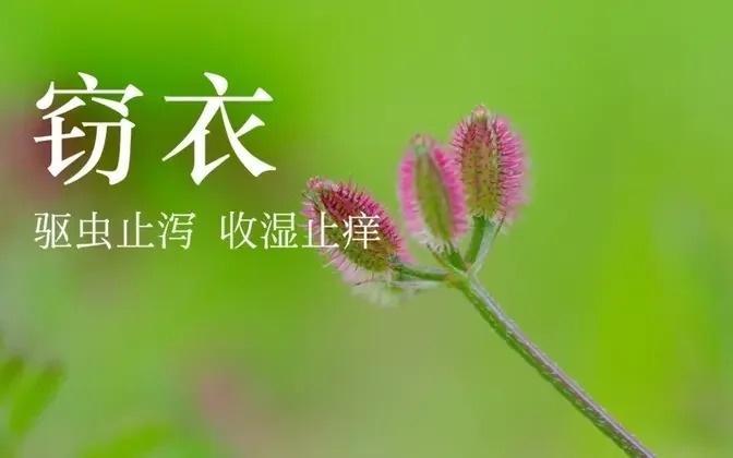 【窃衣】蛔虫看到它，撒腿就跑！ #中草药 #中医 #保健