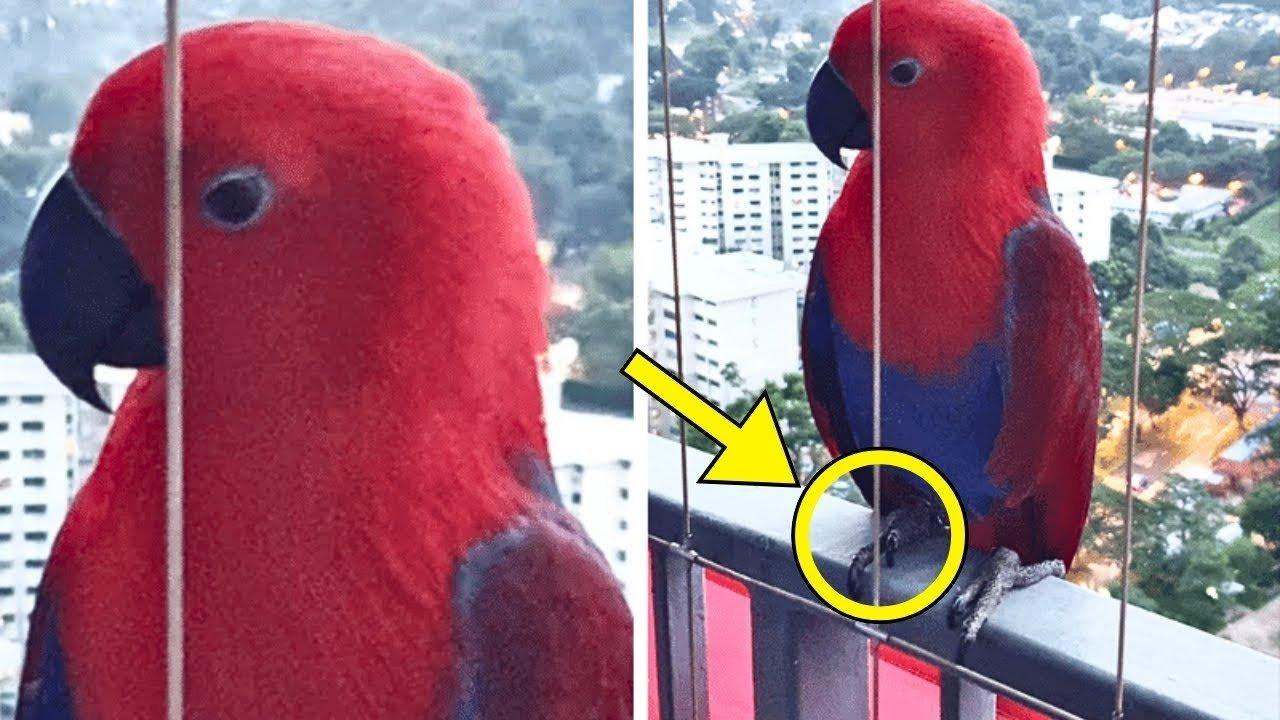 Parrot Visits Man's Balcony Every Day - One Day, It Speaks Words That Made Him Call 911