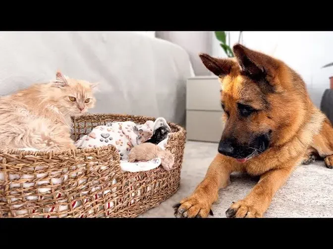 German Shepherd Helps Daddy Cat Babysit Tiny Kittens