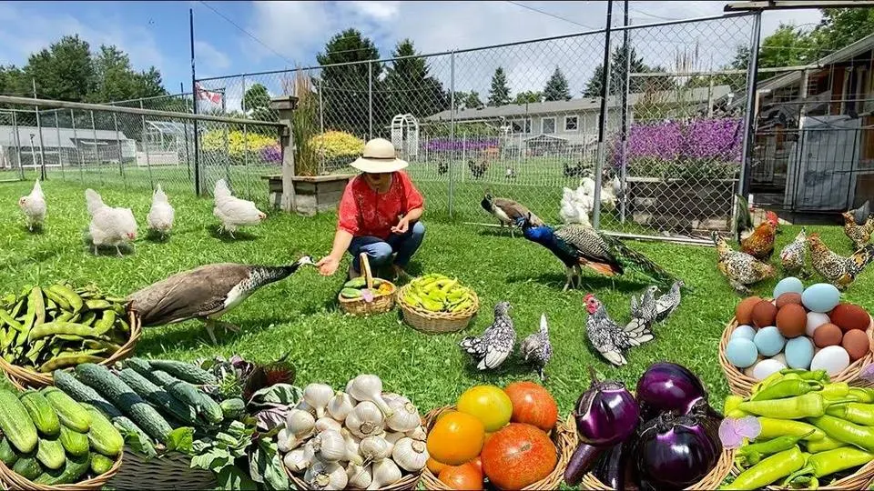 Effective Strategies for Sustainable Living: From Organic Chicken Keeping to Grow Abundant Harvests