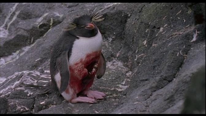 Penguins： the hunters become the hunted.