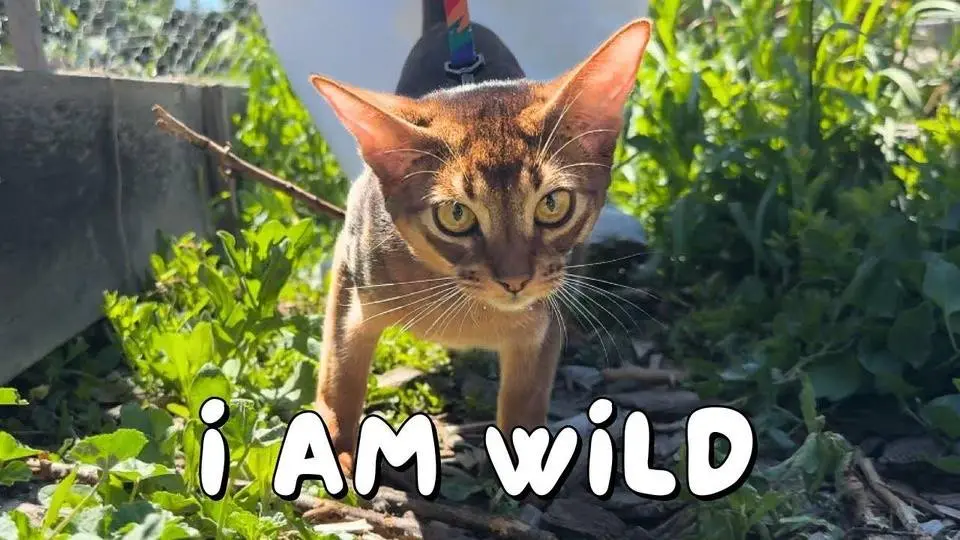 Abyssinian kitten goes outside for the first time | Ep 28