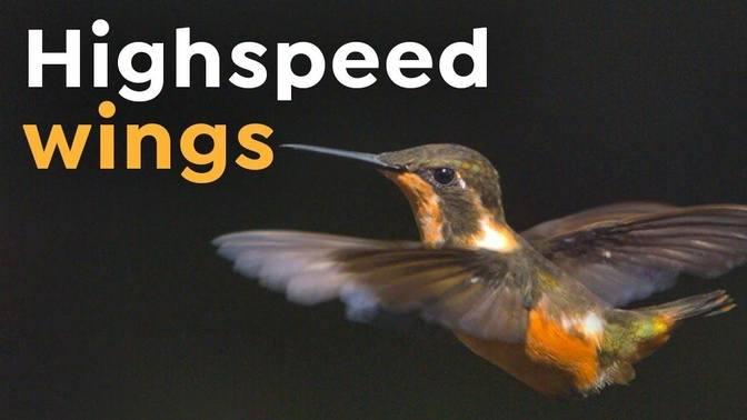 Hummingbirds in Slow-Motion | High-Speed Wings