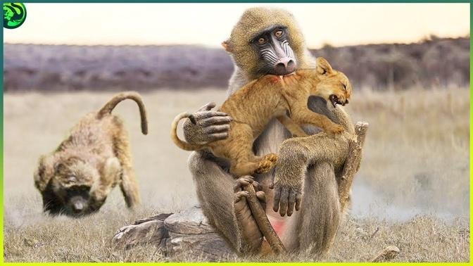 17 Times Chimpanzees  Macaques and Baboons Brutally Attacked Their Prey