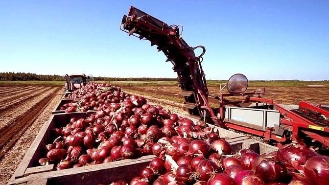 Cultivation And Harvest Of Hundreds Of Tons Of Onions - Modern Agriculture Technology