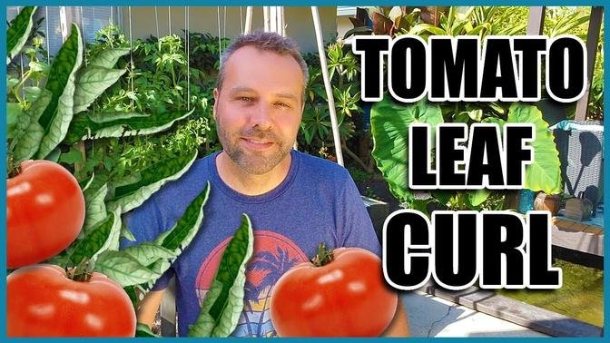 TOMATO LEAF CURL - 3 Causes and What to Do When Your Tomato Leaves are Curling Up.