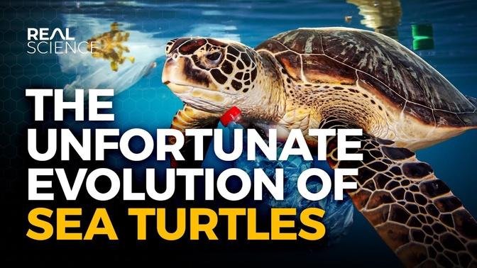 Why Evolution Has Screwed Sea Turtles (And So Have We)