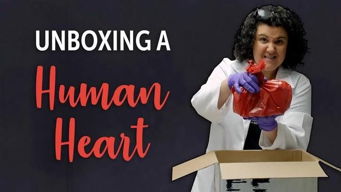 Unboxing a Giant Human Heart