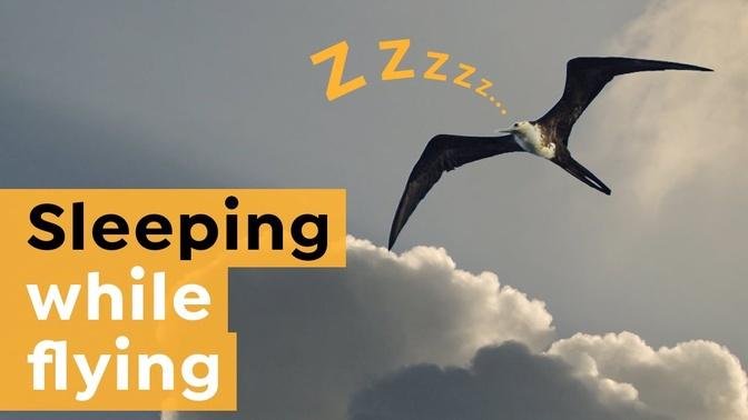 Why this Bird Sleeps in the Air