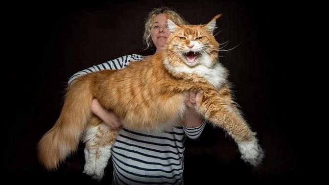 The largest Maine Coon cat in our family.