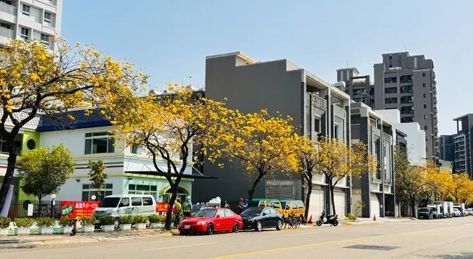 Yellow flowers bloom, spring is coming, yellow bell tree #SpringIntoTravel #Taiwan