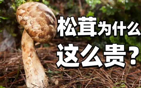 食品工业 【食录】一袋日本松茸凭什么能值一套房?云南臭鸡大翻身!