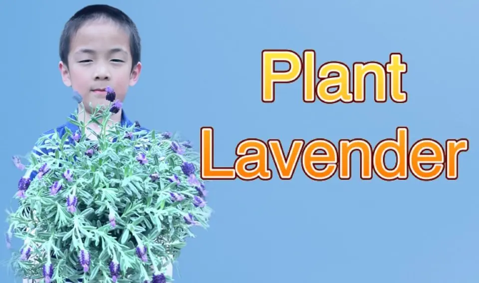 El fin de semana planté lavanda; los gemelos de 6 años George y James de 10 años también plantaron flores y hierbas