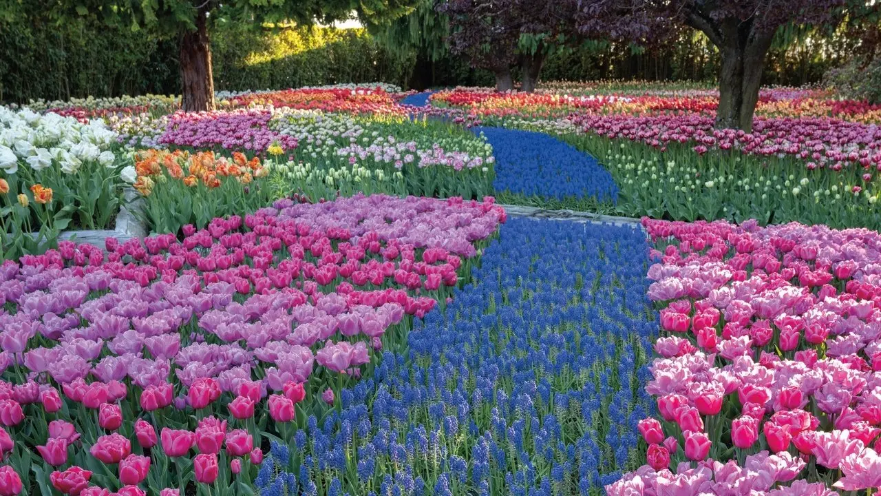 LIVE: Tulip Time Festival Parade in Holland, Michigan