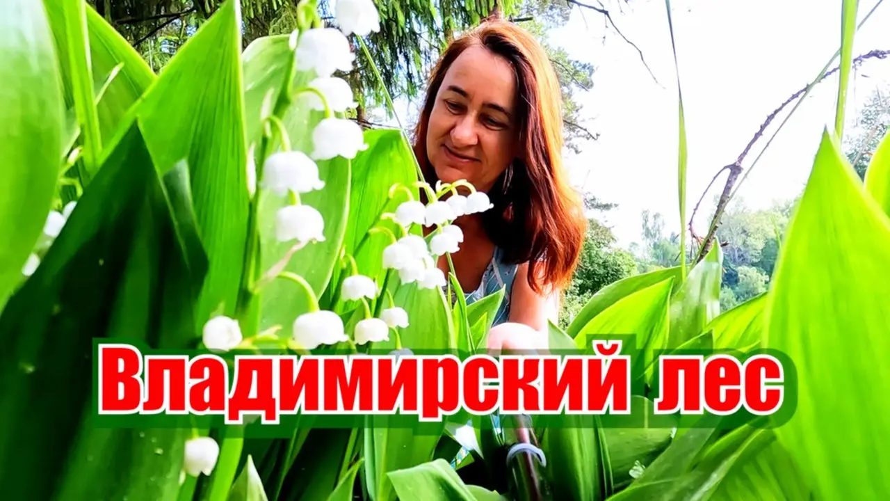 За этим стоит ехать! - Аромат ландышей и цветные поля люпина!