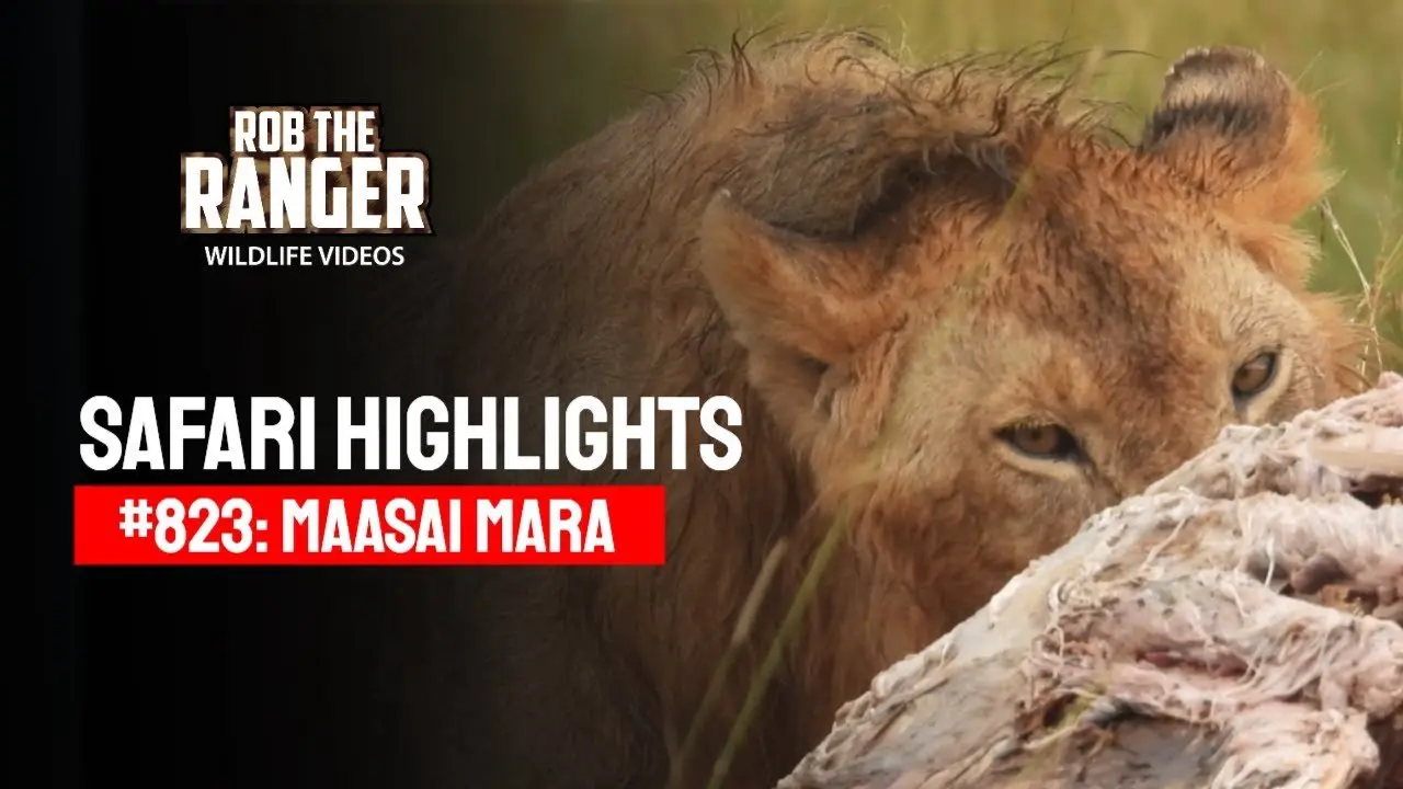 Safari Highlights #823: 30 March 2025 | Maasai Mara/Zebra Plains | Latest #Wildlife Sightings