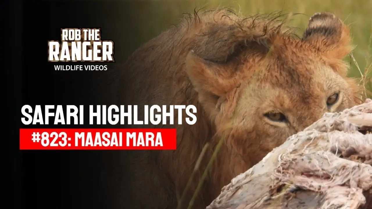 Safari Highlights #823: 30 March 2025 | Maasai Mara/Zebra Plains | Latest #Wildlife Sightings