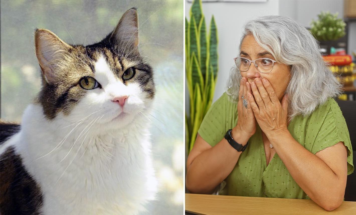 Lovely Cat Seems Ordinary but Actually Has an Uncanny Ability — What Is It?