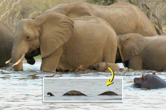 Video: Baby Elephant Struggles Alone, Left Behind in Dangerous Waters, but Mother Doesn’t Intervene — Here’s Why You’ll Admire Her