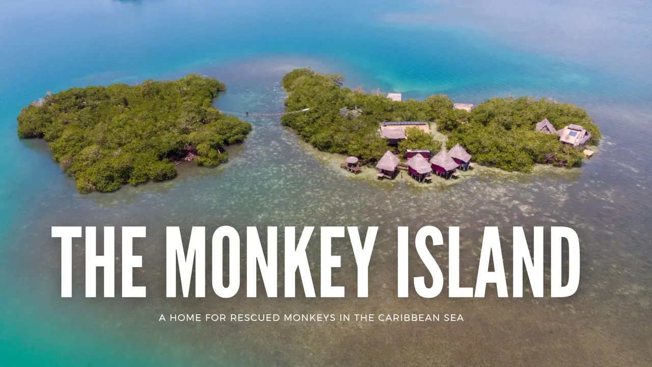The Monkey Island