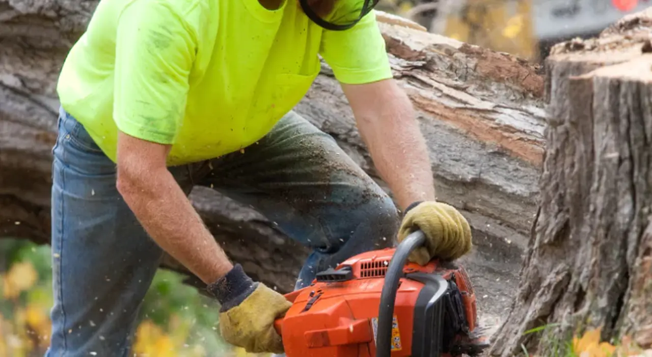 Don’t Overpay for Tree Service — Here’s How to Get Quality Care Without Breaking the Bank