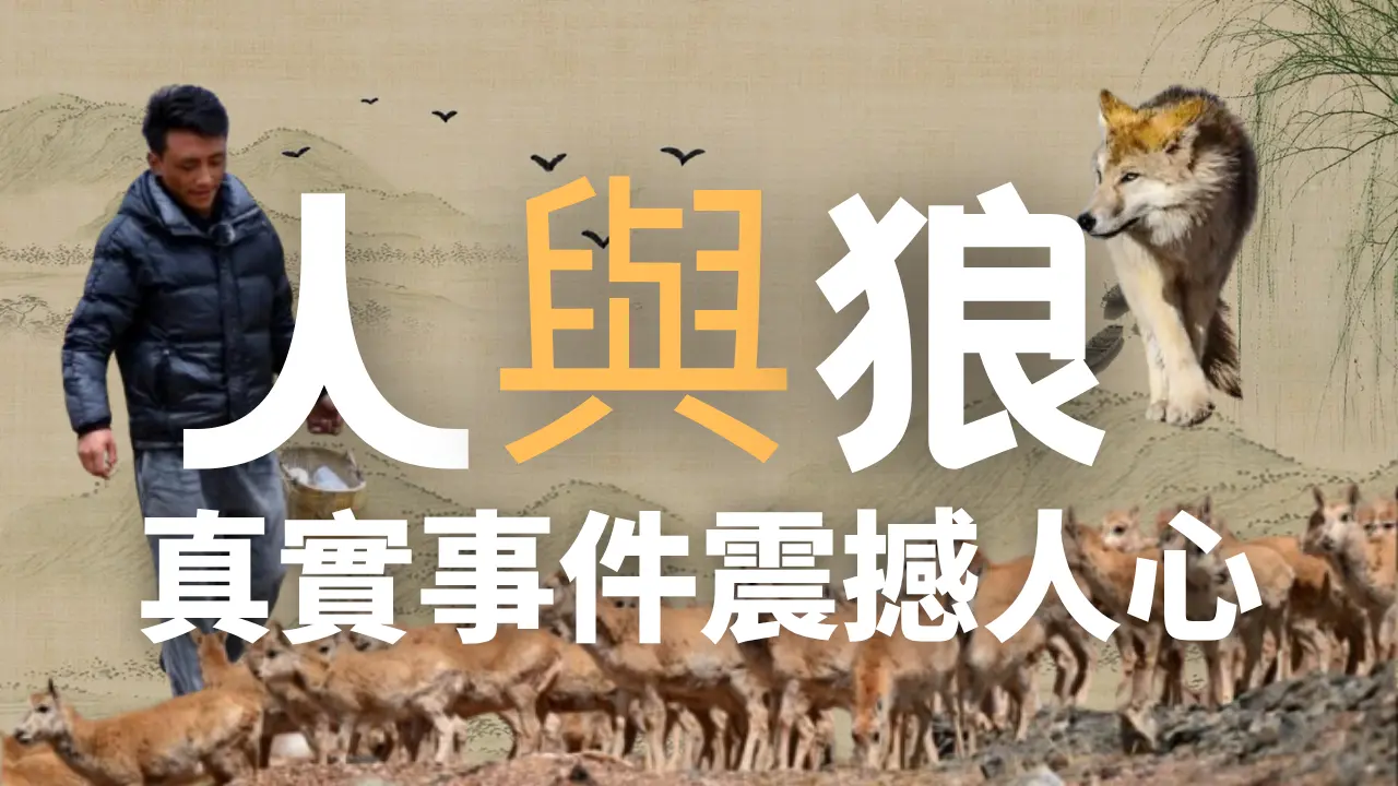 人与狼，有太多的仇恨和猎杀，但也有不多的珍贵暖暖善意。#真实故事 #人性 #狼性 #护眼 #eyecare